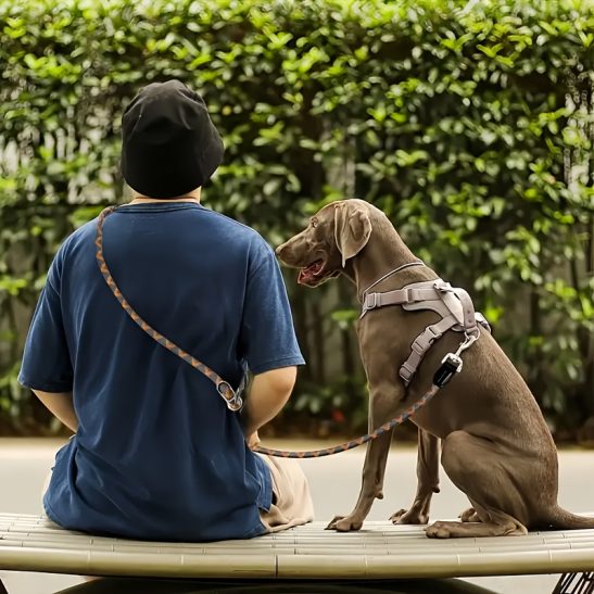 A Reflective Night Leash for Hands-Free Dog Walking - Ideal for Running, Featuring a Dual Hook Design And a 2-In-1 Training Leash - Suitable for Small, Medium, And Large Dogs