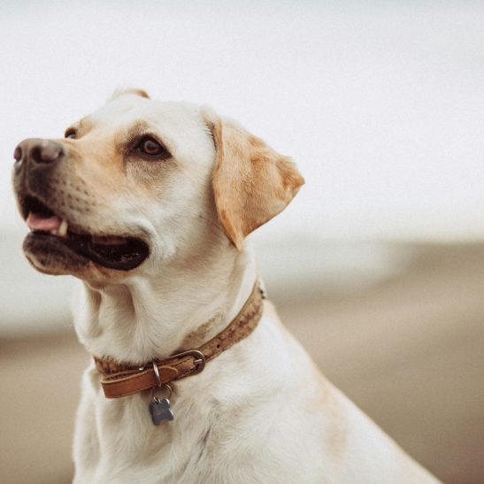 Pet Collar